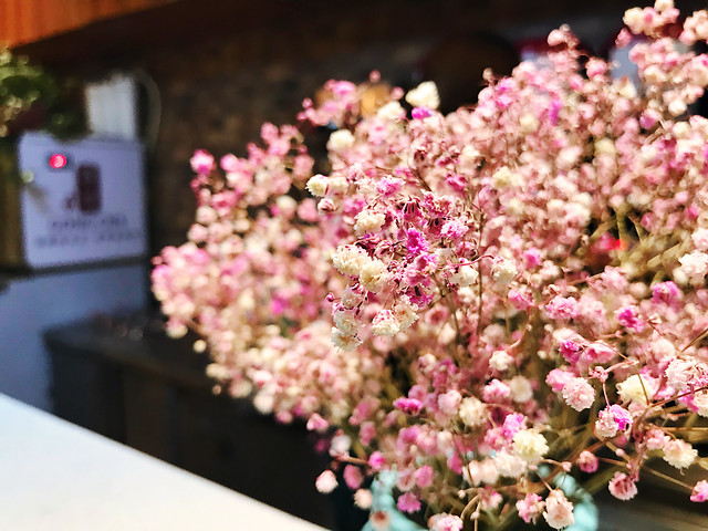 flower-no-person-nature-blooming-pink picture material
