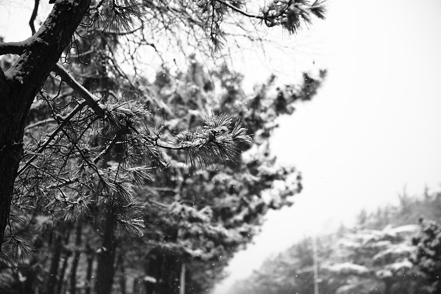 松落雪 图片素材