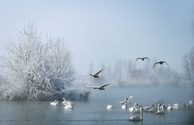 winter-snow-cold-water-bird picture material