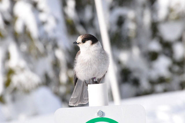 no-person-bird-winter-outdoors-nature 图片素材