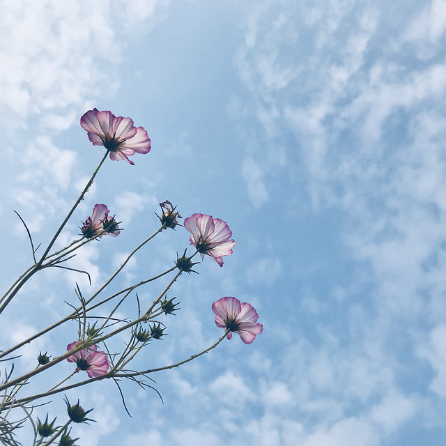 flower-sky-flora-summer-nature 图片素材