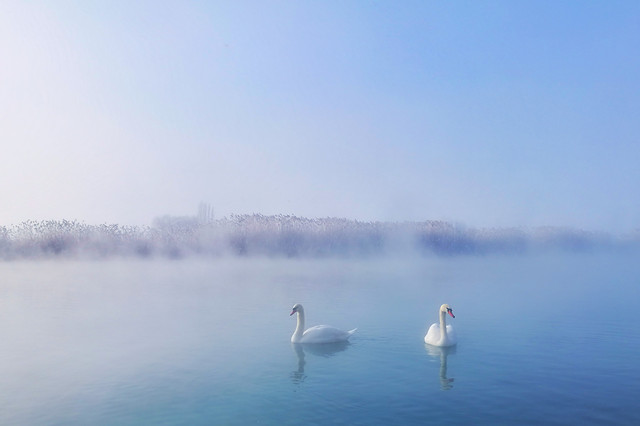 water-winter-lake-bird-snow picture material