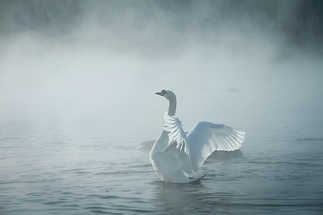 water-no-person-bird-lake-nature picture material