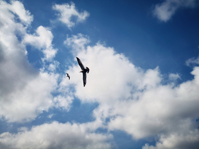 sky-flight-airplane-flying-air 图片素材