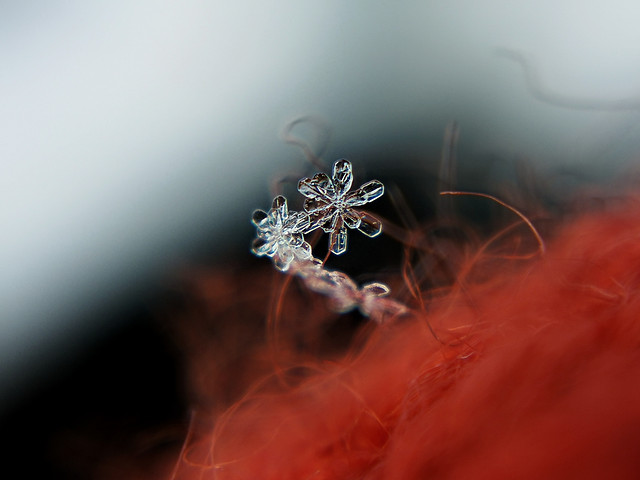 flower-color-desktop-winter-nature picture material