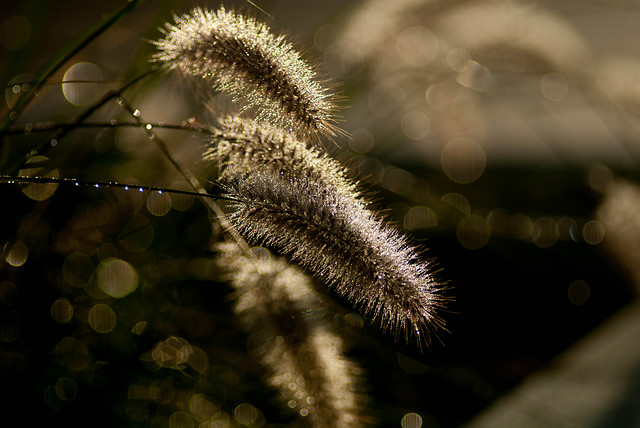 nature-closeup-flora-flower-tree picture material