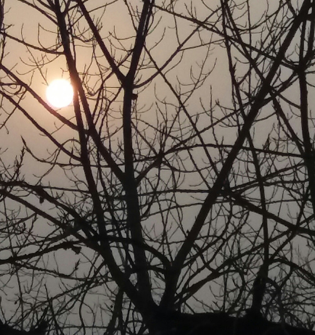 branch-tree-sky-twig-sunlight 图片素材