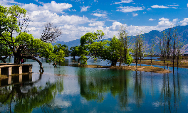 water-lake-reflection-nature-tree picture material