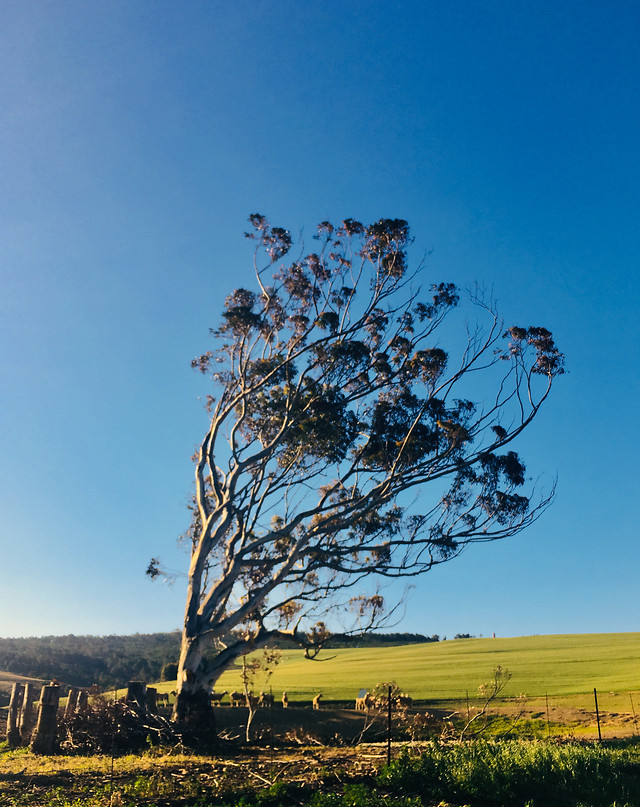 tree-sky-landscape-nature-no-person 图片素材