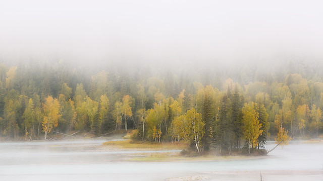 fog-tree-landscape-fall-wood 图片素材