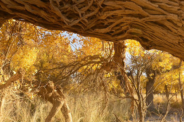 tree-fall-landscape-nature-no-person picture material