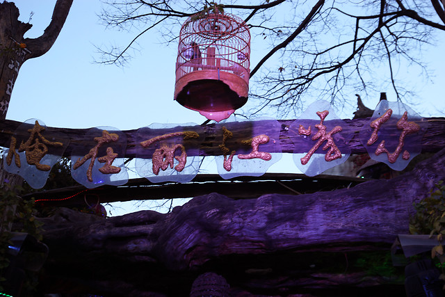 winter-purple-tree-sky-travel picture material