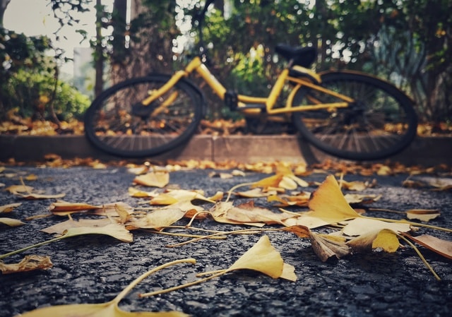 ginkgo-season 图片素材