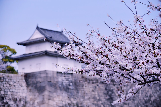 cherry-tree-branch-flower-no-person 图片素材