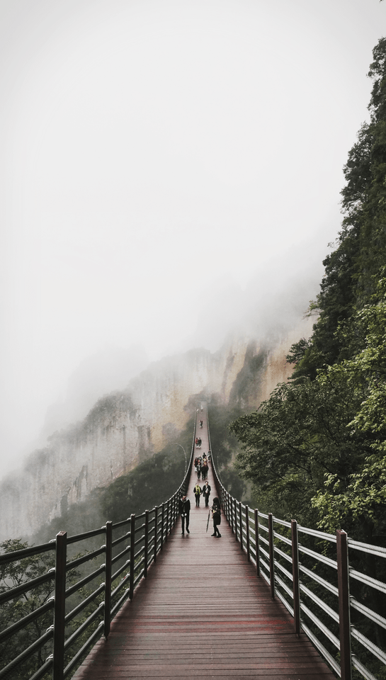 nature-fog-mist-tree-sky 图片素材