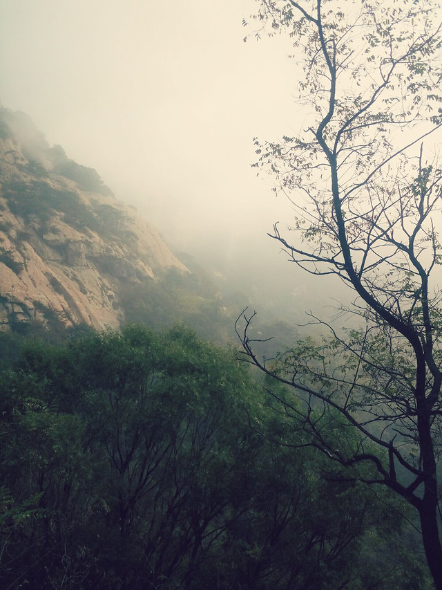 tree-fog-landscape-no-person-mist 图片素材