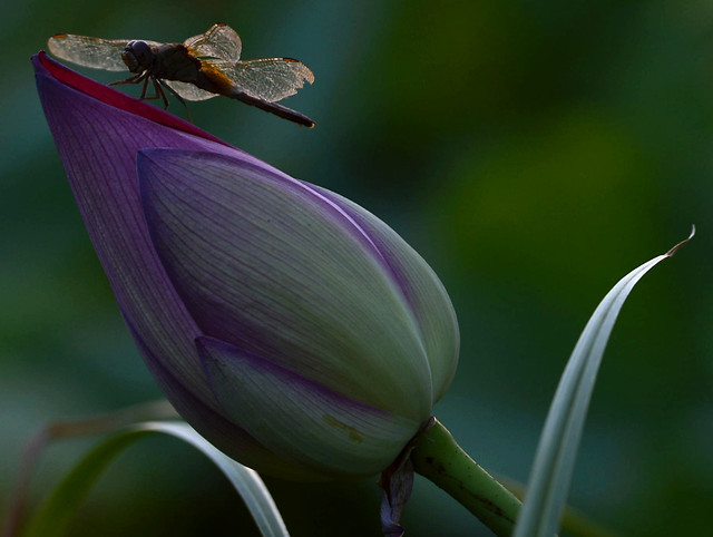 flower-nature-leaf-no-person-flora picture material