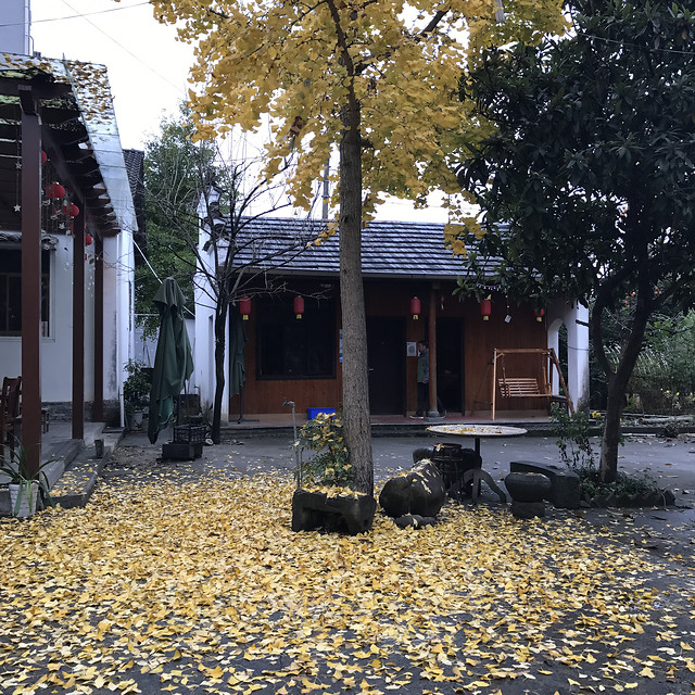 no-person-fall-people-tree-daylight 图片素材