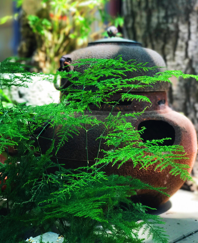 tree-wood-no-person-green-leaf 图片素材