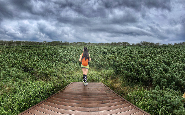 landscape-nature-wood-tree-summer picture material