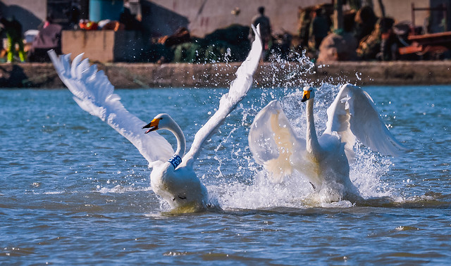 water-swimming-bird-wet-nature 图片素材