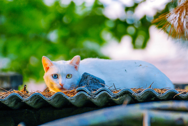 nature-color-desktop-garden-tree 图片素材