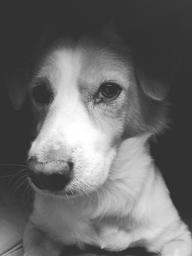dog-canine-pet-mammal-portrait 图片素材