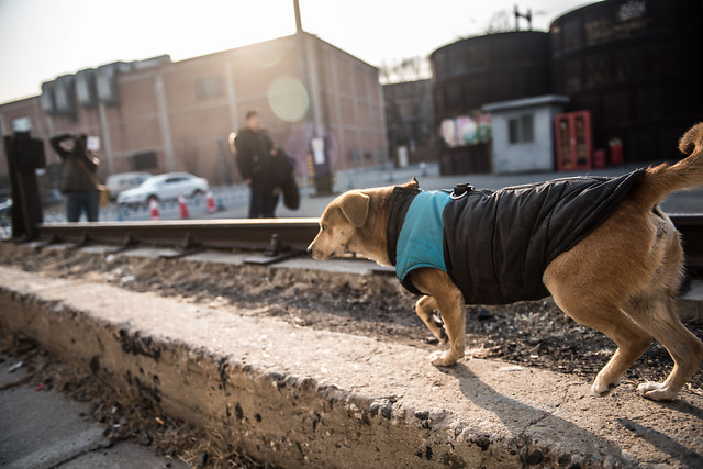 one-people-road-mammal-portrait 图片素材