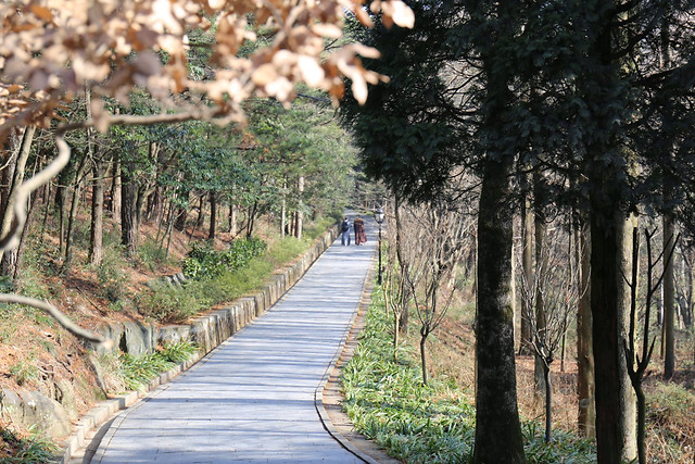 nature-tree-landscape-road-grass picture material