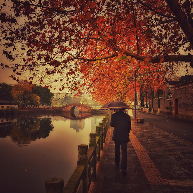tree-reflection-leaf-evening-branch 图片素材