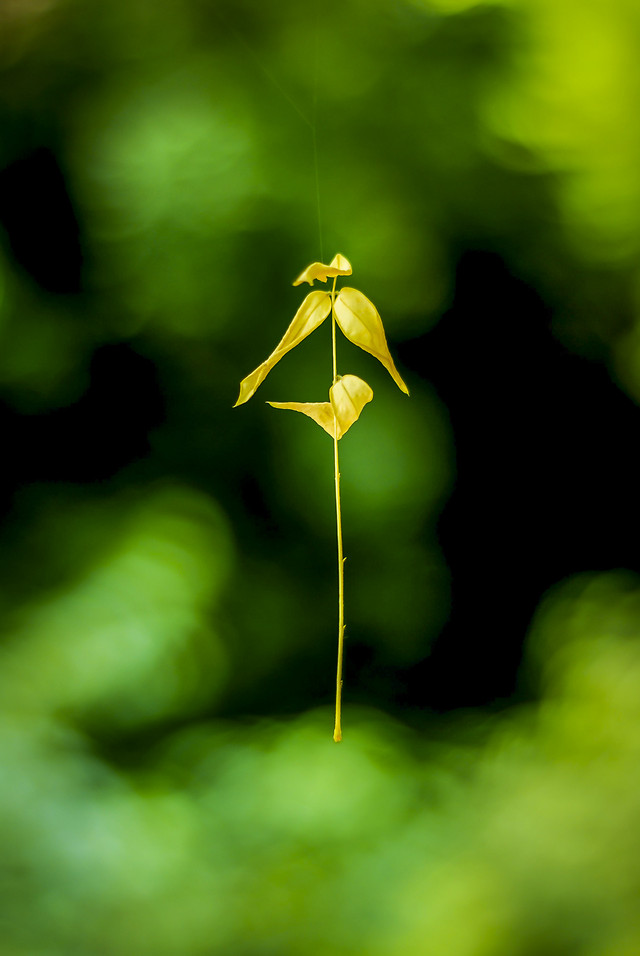 leaf-no-person-nature-flora-flower 图片素材