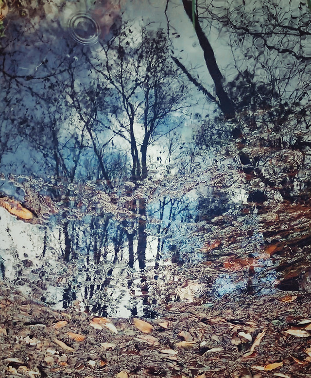 nature-tree-wood-landscape-no-person 图片素材