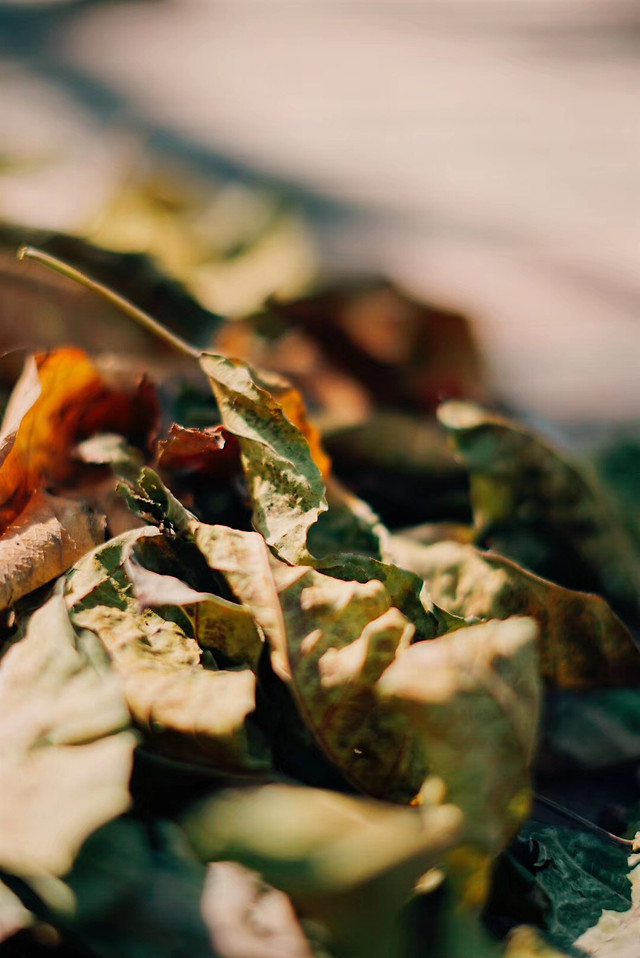 food-no-person-still-life-leaf-vegetable 图片素材