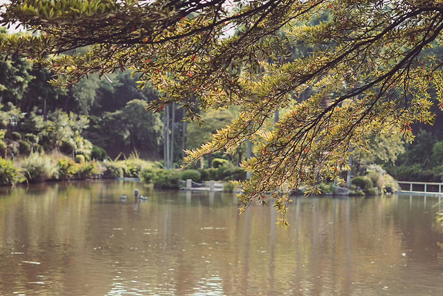 water-tree-fall-nature-no-person picture material