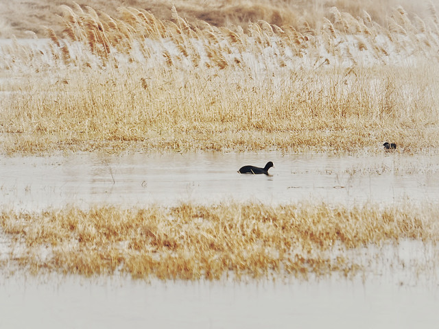 nature-no-person-reflection-rural-fauna picture material