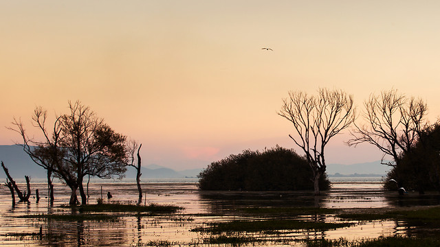 dawn-tree-sunset-landscape-water picture material