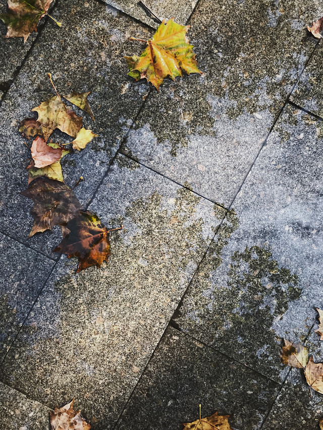 nature-leaf-outdoors-no-person-environment 图片素材