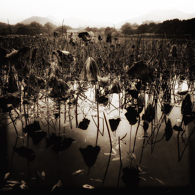 water-nature-reflection-black-and-white-monochrome picture material