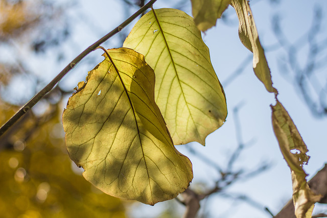 leaf-fall-tree-branch-nature 图片素材
