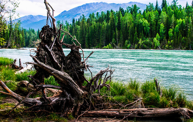 water-wood-nature-tree-lake picture material