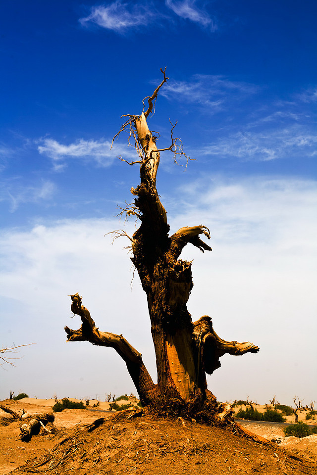 sky-tree-outdoors-travel-no-person 图片素材