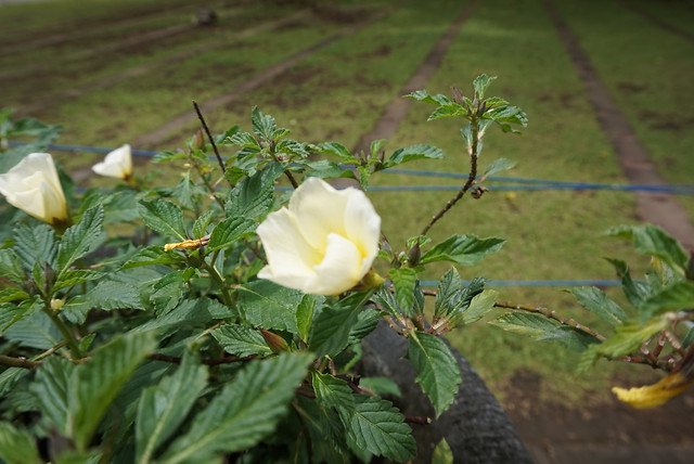 flower-leaf-nature-flora-garden 图片素材