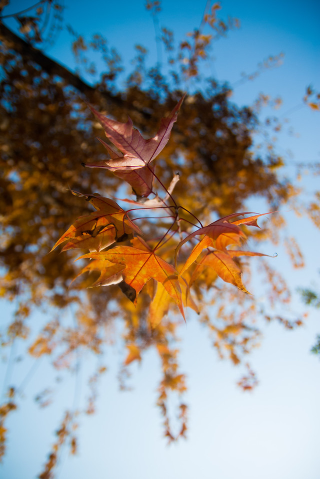 fall-leaf-tree-maple-season picture material