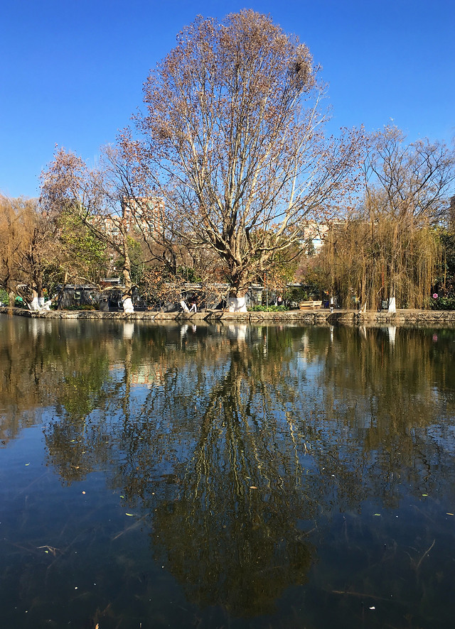 water-reflection-tree-lake-no-person picture material