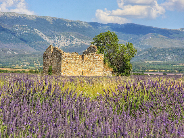 lavender-(flower)-no-person-landscape-travel-sky picture material