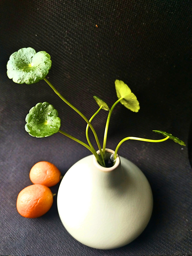 no-person-grow-food-leaf-still-life 图片素材