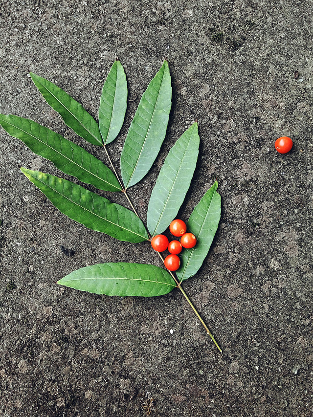 leaf-nature-no-person-flora-summer 图片素材