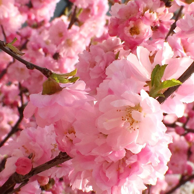 cherry-flower-nature-tree-branch 图片素材