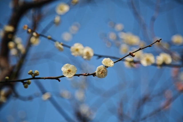 plum-blossom picture material