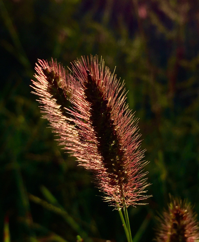 no-person-nature-flower-flora-summer 图片素材